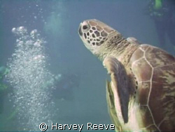 turtle by Harvey Reeve 